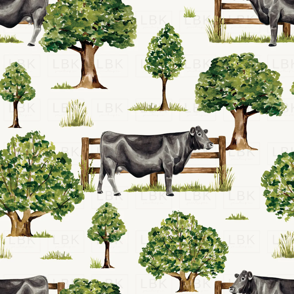 Countryside_BlackAngusCow