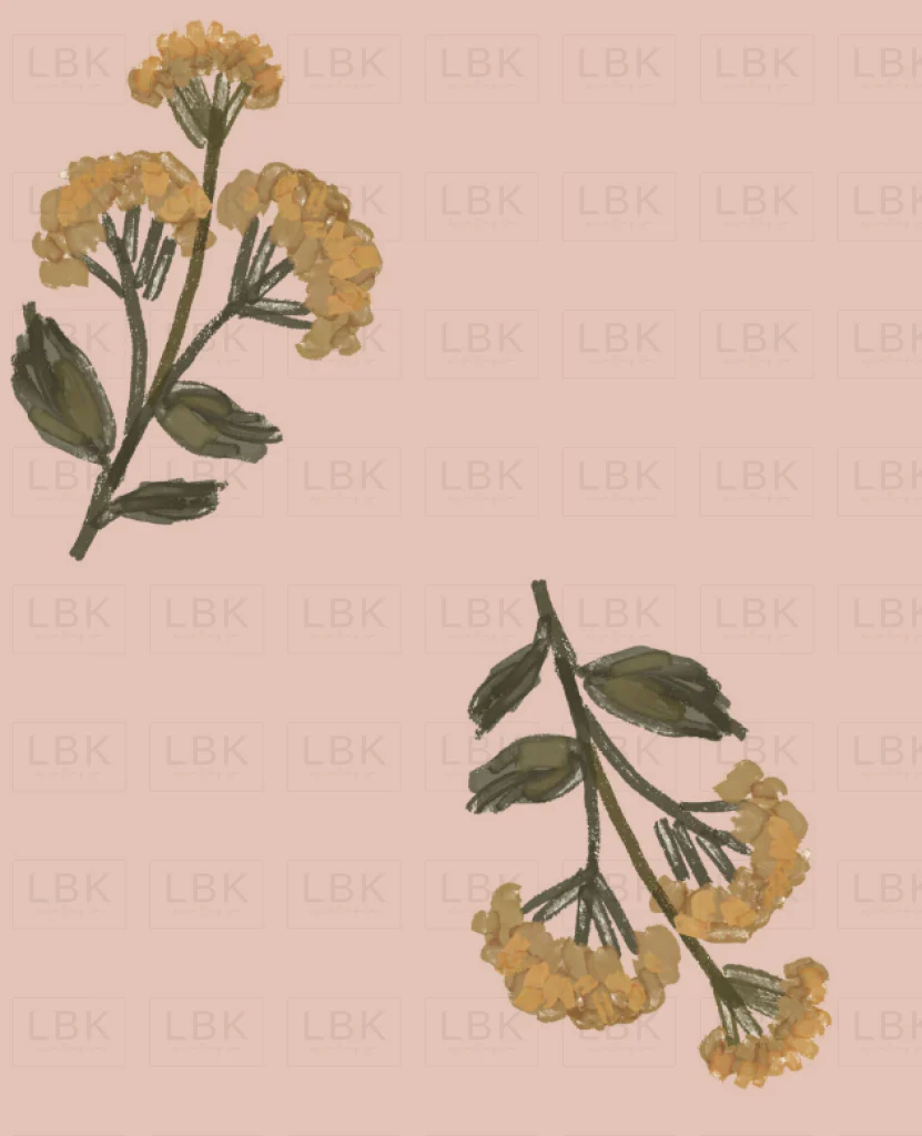 Dandilion in blush